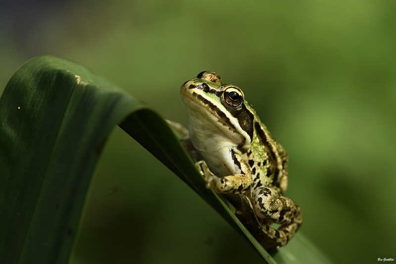 Photo Amphibiens Grenouille verte 