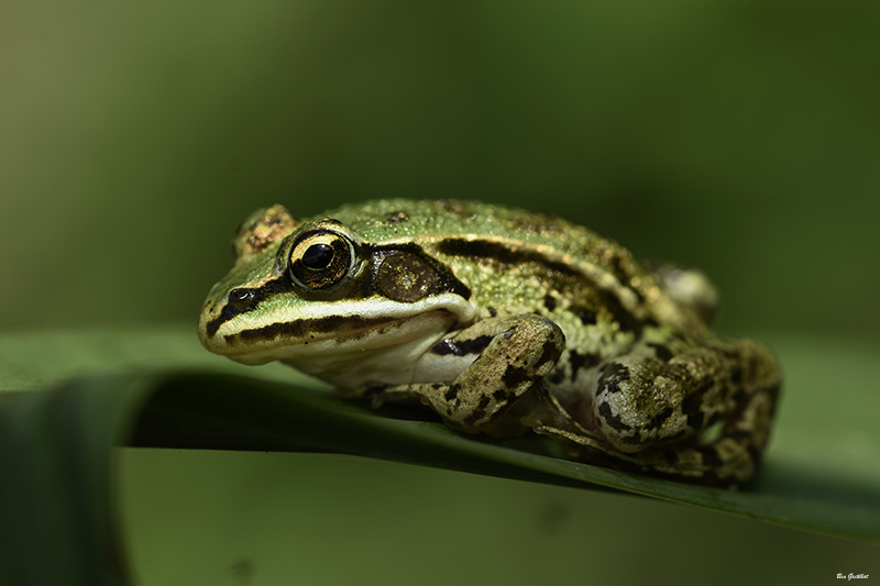 Photo Amphibiens Grenouille verte 