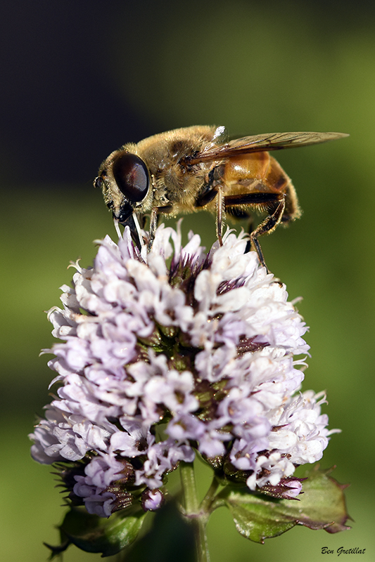 Photo Insectes Volucelle zonée (Volucella zonaria)