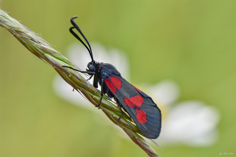 Photo Insectes  Zygène du trèfle (Zygaena trifolii)