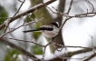 Oiseaux Mésange à longue queue (Aegithalos caudatus)