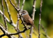 Oiseaux Accenteur mouchet (Prunella modularis)