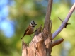 Oiseaux Mésange huppée (Lophophanes cristatus)