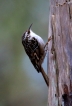 Oiseaux Grimpereau des bois