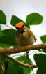 Oiseaux Roitelet triple bandeau (Regulus ignicapilla)