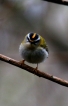 Oiseaux Roitelet triple bandeau (Regulus ignicapilla)