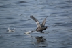 Oiseaux Foulque macroule (Fulica atra)