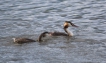 Oiseaux Grèbe huppé (Podiceps cristatus)