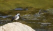 Oiseaux Bergeronnette grise (Motacilla alba)