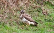 Oiseaux Buse variable (Buteo Buteo)