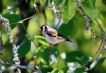 Oiseaux Chardonneret élégant (Carduelis carduelis)