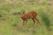 Mammifères Chevreuil (Capreolus capreolus)