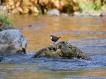 Oiseaux Cincle plongeur (Cinclus inclus)