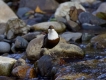 Oiseaux Cincle plongeur (Cinclus inclus)