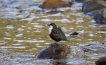 Oiseaux Cincle plongeur (Cinclus inclus)