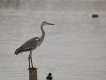 Oiseaux Héron cendré (Ardea cinerea)