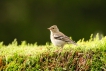 Oiseaux Pinson des arbres (Fringilla coelebs)