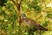 Oiseaux Pigeon ramier (Columba palumbus)