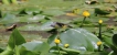 Oiseaux Bergeronnette des ruisseaux (Motacilla cinerea)