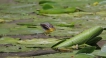 Oiseaux Bergeronnette des ruisseaux (Motacilla cinerea)