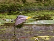 Oiseaux Bergeronnette des ruisseaux (Motacilla cinerea)