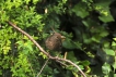 Oiseaux Merle noir (Turdus merula)