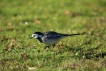 Oiseaux Bergeronnette grise (Motacilla alba)