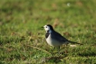 Oiseaux Bergeronnette grise (Motacilla alba)