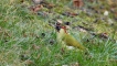 Oiseaux Pic vert (Picus viridis)