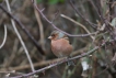 Oiseaux Pinson des arbres (Fringilla coelebs)