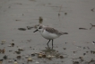 Oiseaux Bécasseau sanderling (Calidris alba)