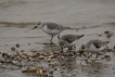 Oiseaux Bécasseau sanderling (Calidris alba)