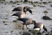 Oiseaux Bernache cravant (Branta bernicla)