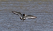 Oiseaux Huîtrier pie (Haematopus ostralegus)