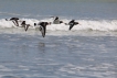 Oiseaux Huîtrier pie (Haematopus ostralegus)