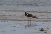 Oiseaux Huîtrier pie (Haematopus ostralegus)