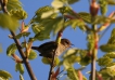 Oiseaux Troglodyte mignon (Troglodytes troglodytes)