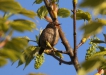 Oiseaux Troglodyte mignon (Troglodytes troglodytes)