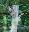 Oiseaux Pic épeiche (Dendrocopos major)