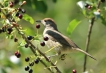 Oiseaux Fauvette à tête noire (Sylvia atricapilla)