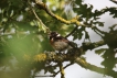 Oiseaux Tarier pâtre (Saxicola rubicola)