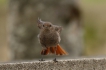 Oiseaux Rougequeue noir (Phoenicurus ochruros)