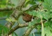 Oiseaux Troglodyte mignon (Troglodytes troglodytes)