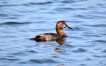 Oiseaux Fuligule milouin (Aythya ferina)