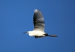 Oiseaux Aigrette garzette (Egretta garzetta)