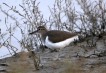 Oiseaux Chevalier guignette (Actitis hypoleucos)