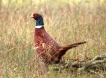 Oiseaux Faisan de Colchide (Phasianus colchicus)