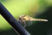 Insectes Orthetrum réticulé (Orthetrum cancellatum)