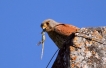 Oiseaux Faucon crécerelle (Falco tinnunculus)