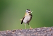 Oiseaux Roitelet triple bandeau (Regulus ignicapilla)